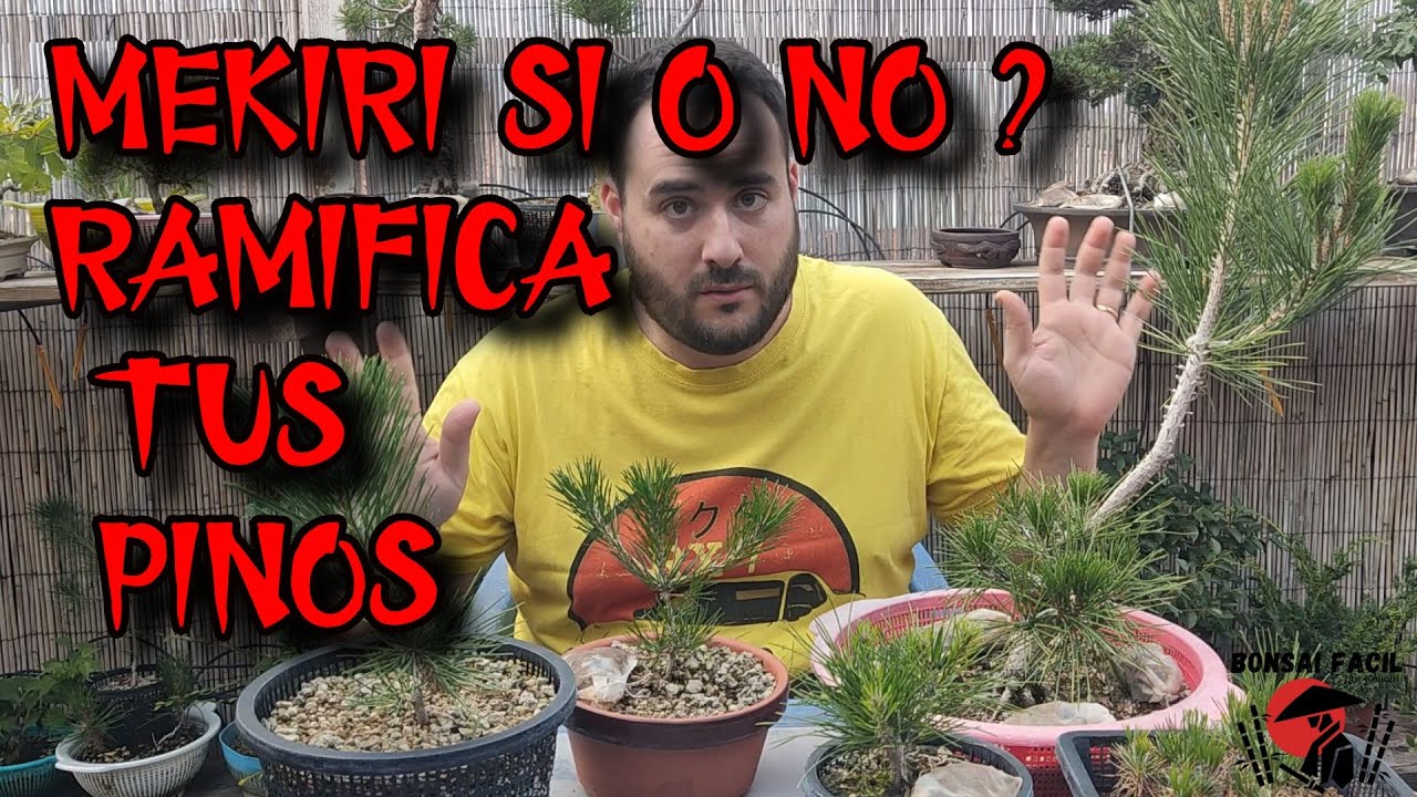 Mekiri en pino Si o No? En diferentes edades - Bonsai Facil