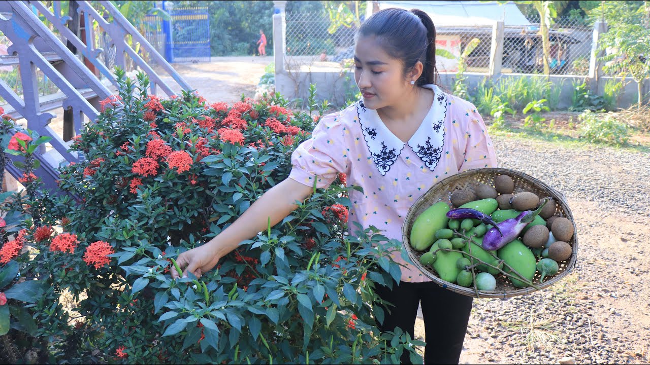Pick fruits a round home for my recipe / Pick sapodilla fruit, mango, june plum fruit and other