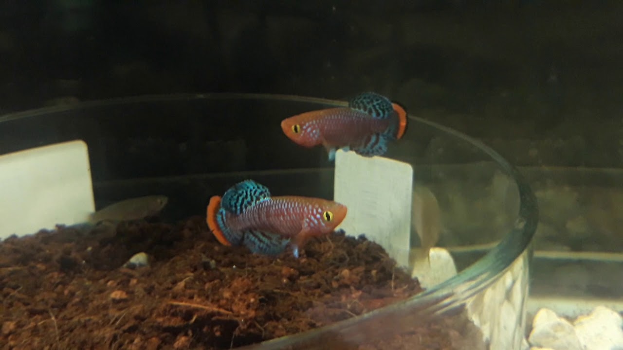 killifish Nothobranchius rachovii beira 98