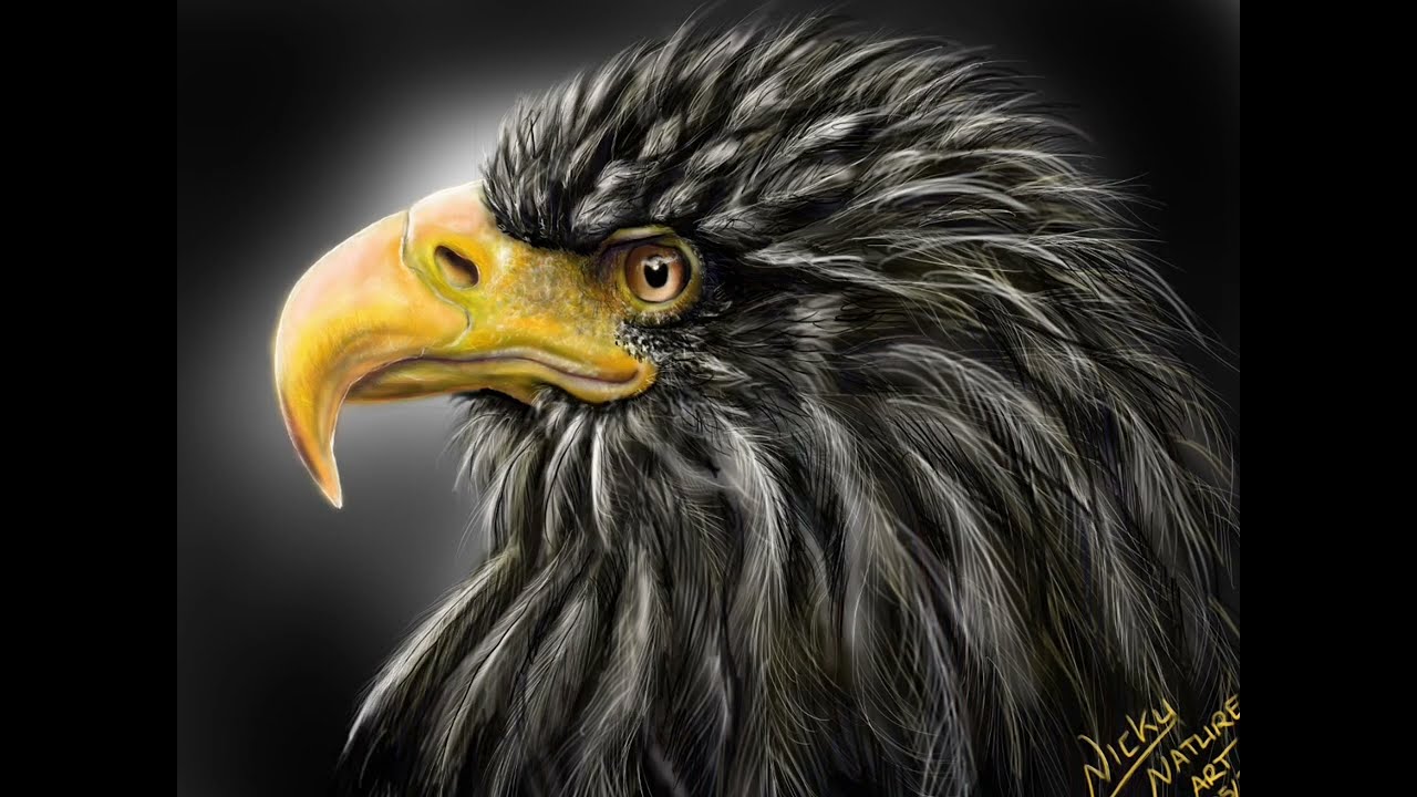 Digitales zeichnen Adler - digital drawing eagle - iPad and Sketchbook (2:49)