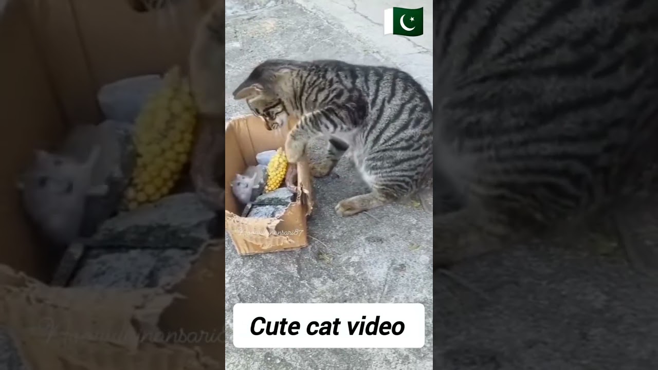 Top Animal Behaviorist Reveals FUNNIEST Cat Slaps to Mouse Moments