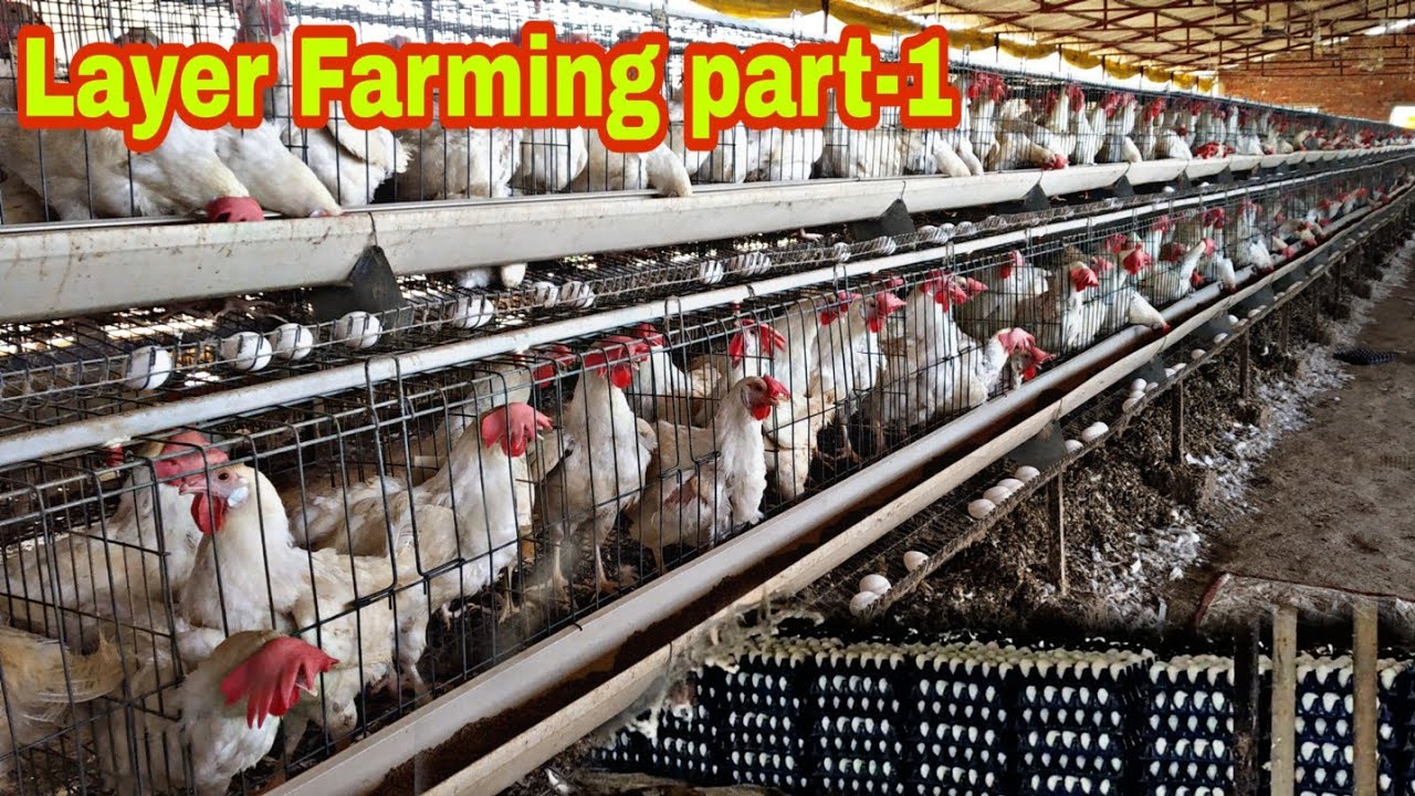 10000 Layer birds farming लेयर फार्मिंग में कितना प्रॉफिट है। सारी बातें इस विडियो में।  Part-1