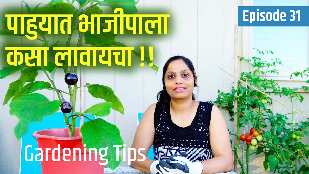 चला पाहुयात भाजीपाला कसा लावायचा !!  Vegetable Gardening Tips, Marathi VLog USA, 