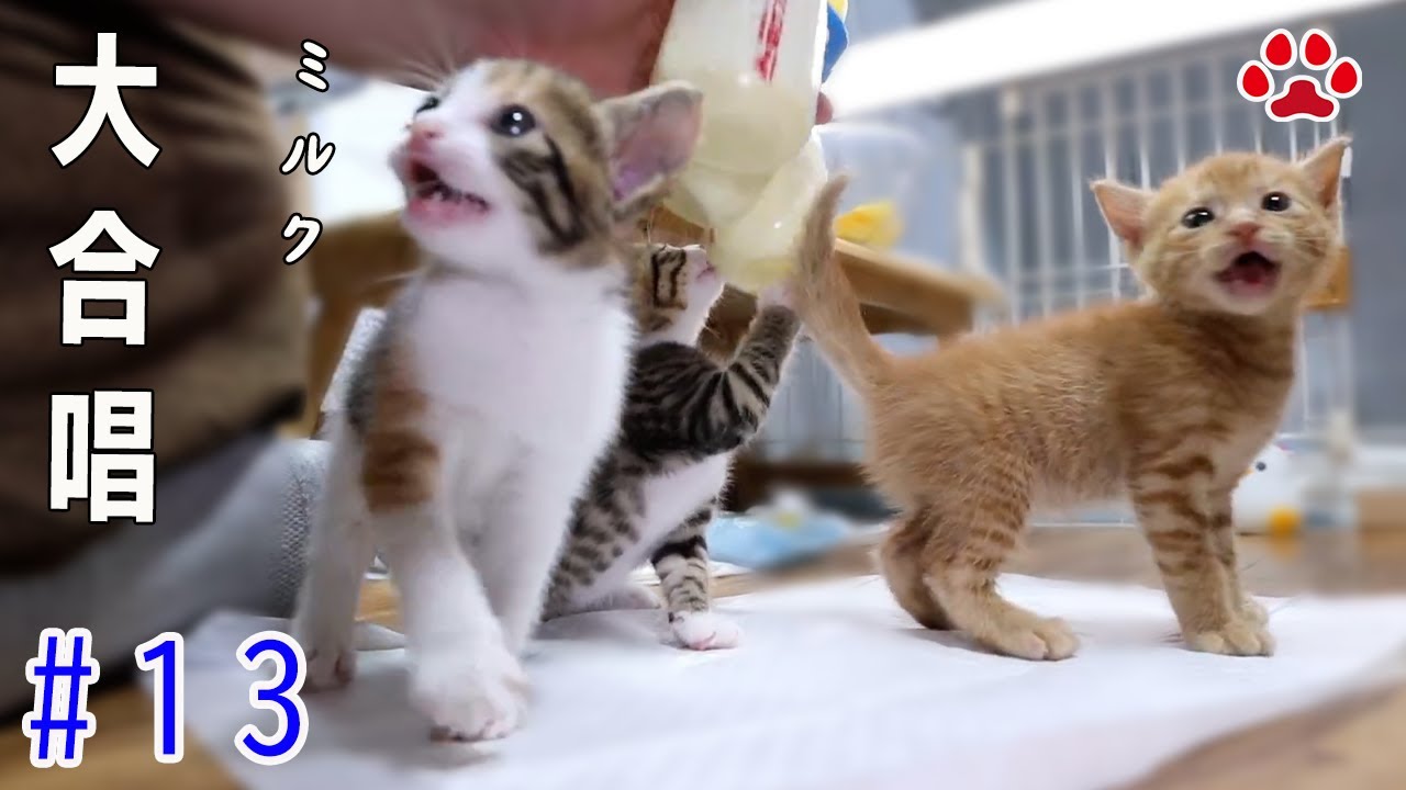 ステラ＆きなこに驚いたラテ。子猫たちは「ミルク！」と大騒ぎ【瀬戸の3兄弟日記】