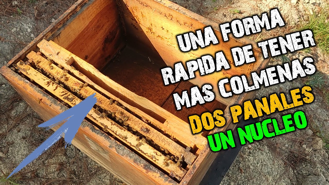 Creamos un Nucleo con DOS PANALES de Abeja