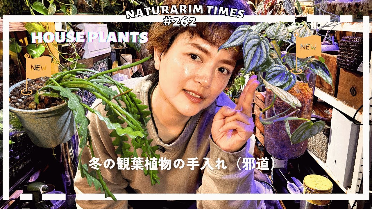 【#観葉植物 】植物の世話を冬にやるって正気ですか？はい正気です。　|@naturariumtimes