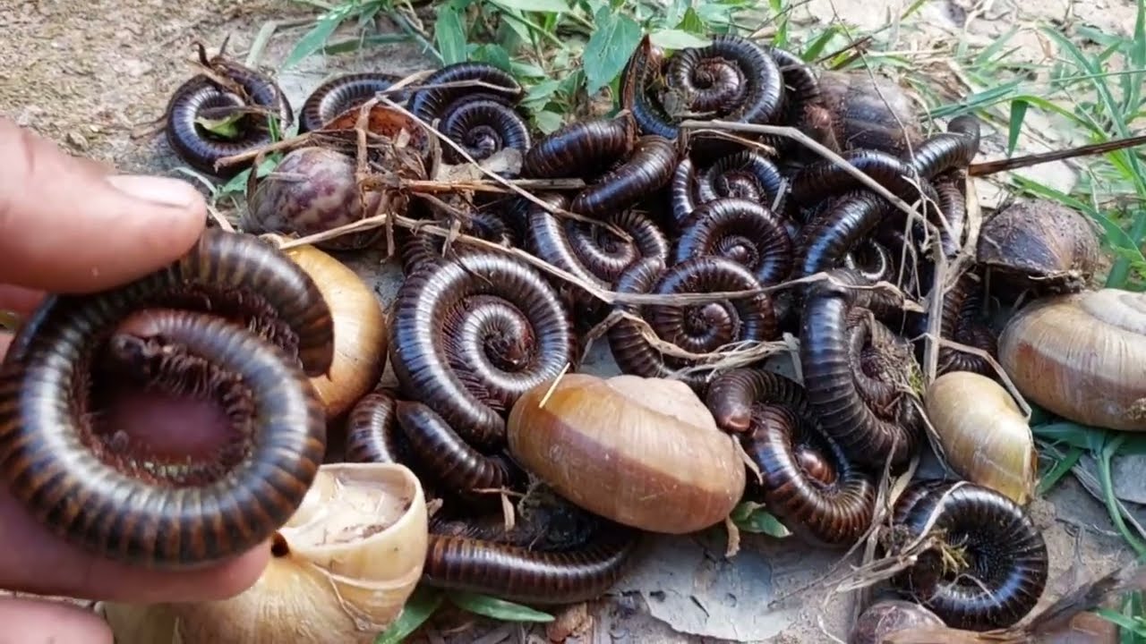 In the morning I wak through the leaves and wait for lots of snails and millipedes#snails insects