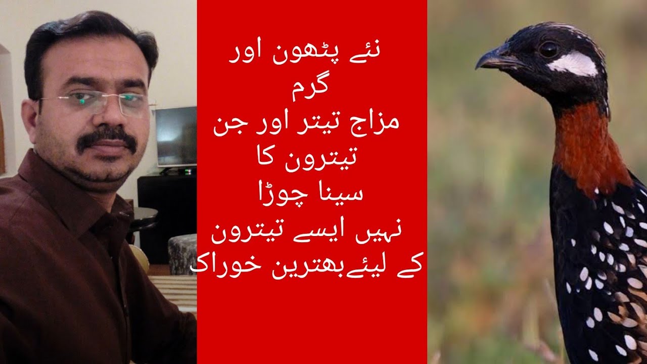 Kala tetar ki Khoraak گرمیوں کی بھترین خوراک 