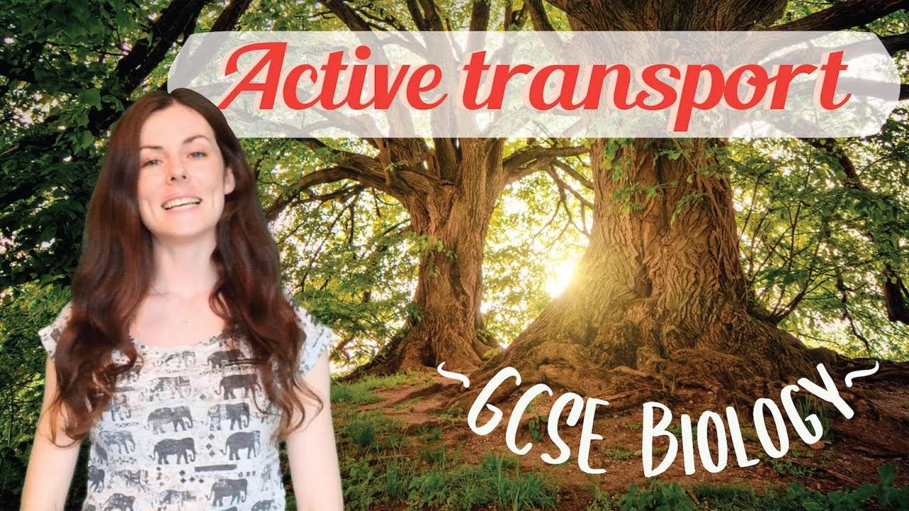 ACTIVE TRANSPORT GCSE Biology 9-1 | Combined Sci (Revision & Qs)