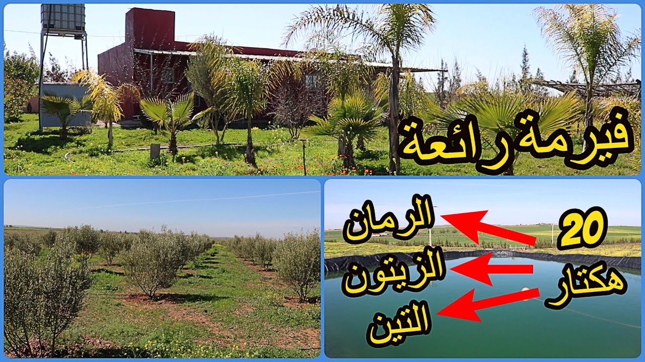 ✨ جولة بفيرمة رائعة 20 هكتار مجهزة بالكامل ومغروسة بالاشجار للبيع و محفظة ✨ خريبكة