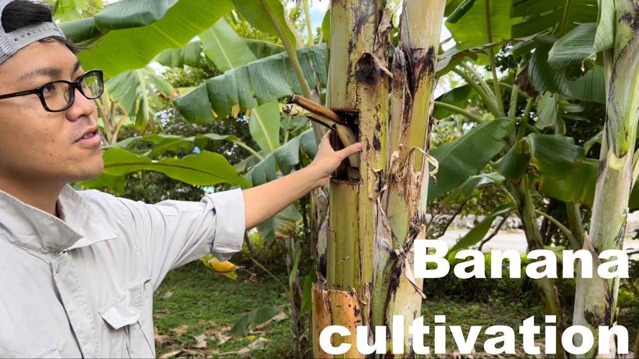 バナナの育て方！下葉を落とすタイミング！木を極端に小さくする？冬の開花．How to grow bananas! Timing to drop the lower leaves!