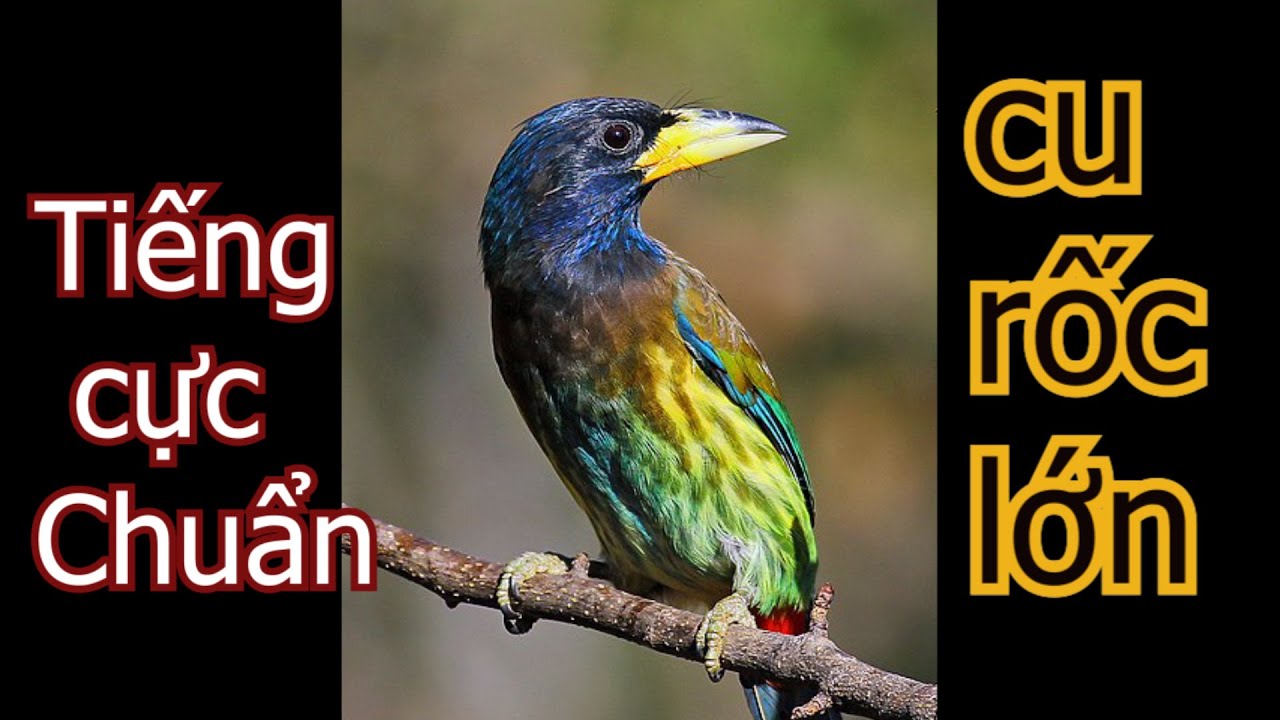 Tiếng chim cu rốc lớn thầy ch&ugrave;a lớn chuẩn nhất hiện nay