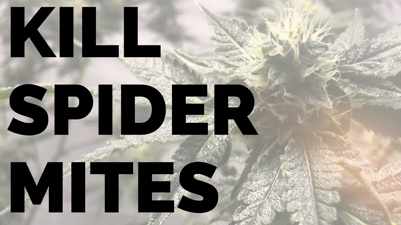 How To Kill Spider Mites With Mighty Wash