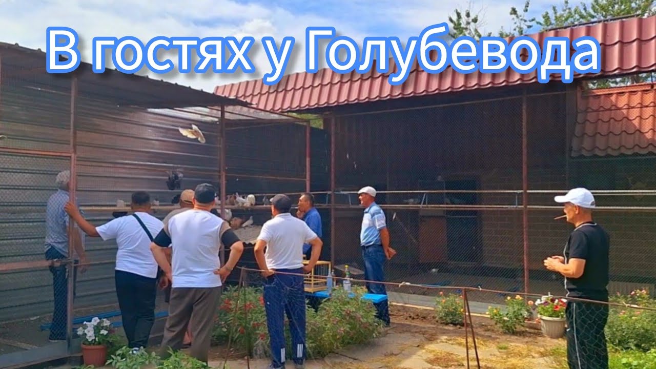 В гостях у Голубевода Петра Бондаренко. Беседы о голубях. #pigeon #Голуби