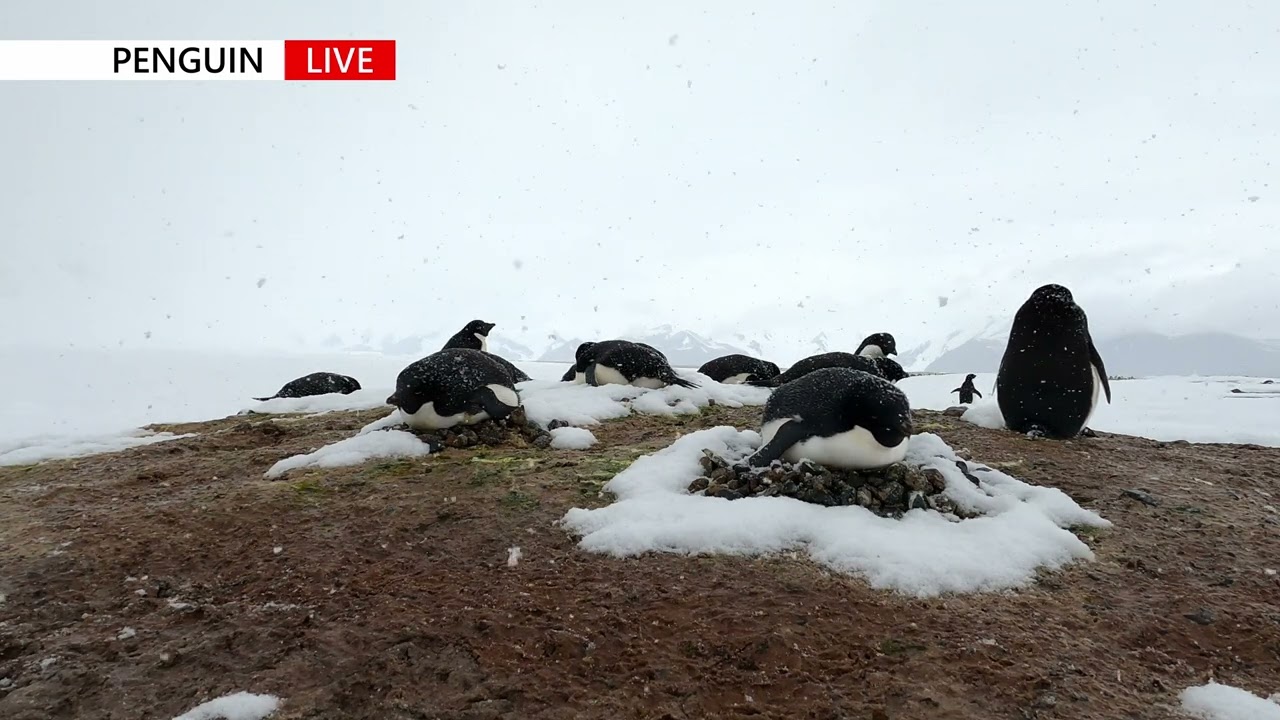 눈 내리는 아델리펭귄 번식지 Adelie Penguin Colony
