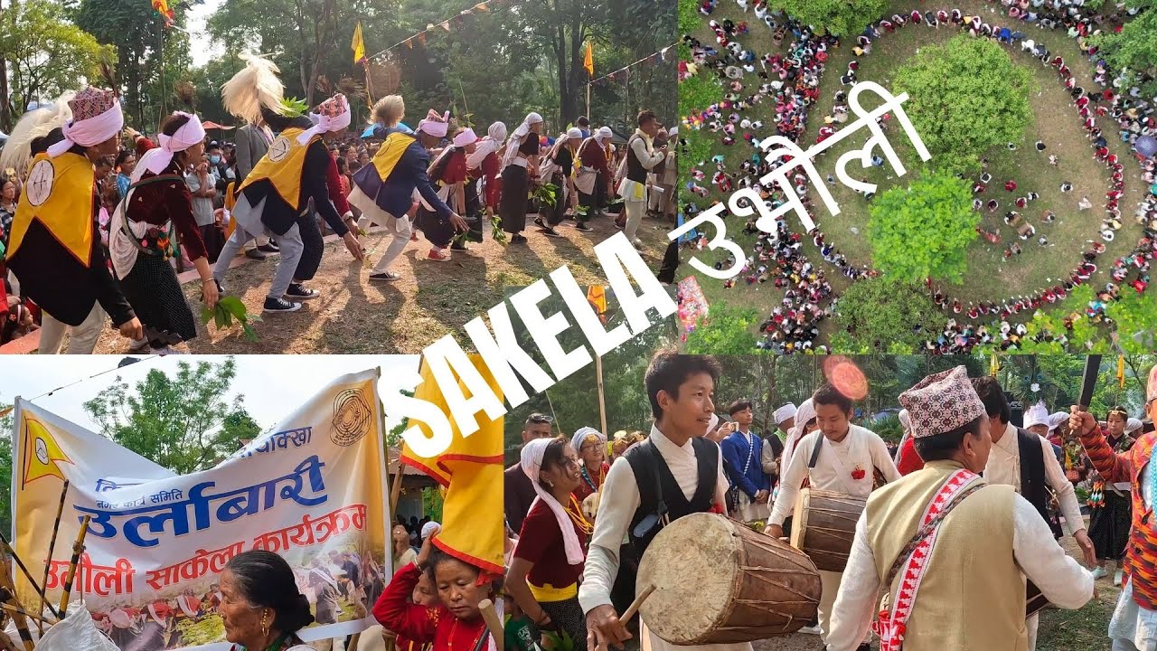 SAKELA साकेला  उभौली 2079 IN PATHARI SANISCHARE । PERFORMED BY URLABARI GROUP KIRAT RAI YAYOKHA | 4K