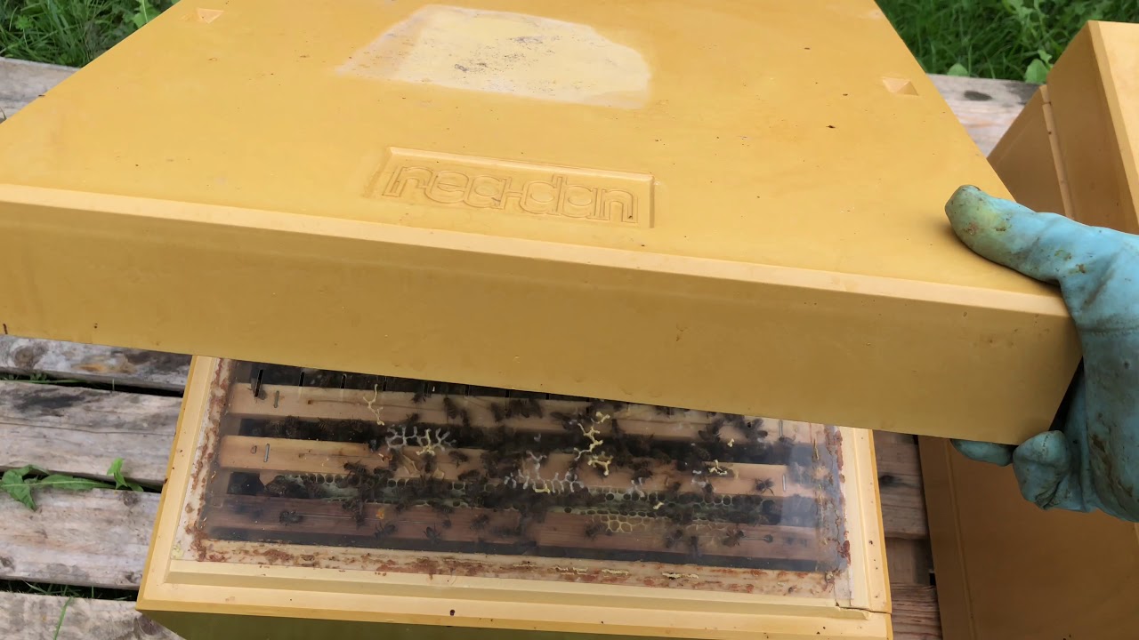 عالم النحل,استخراج العكبر,البروبوليس,propolis