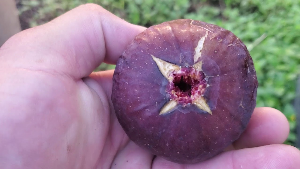 Texas Blue Giant Fig Ripening