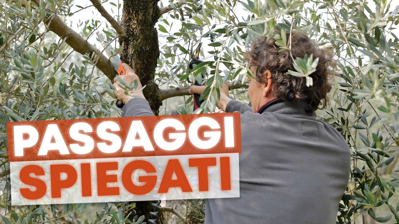 POTATURA dell'ULIVO fatta da un ESPERTO