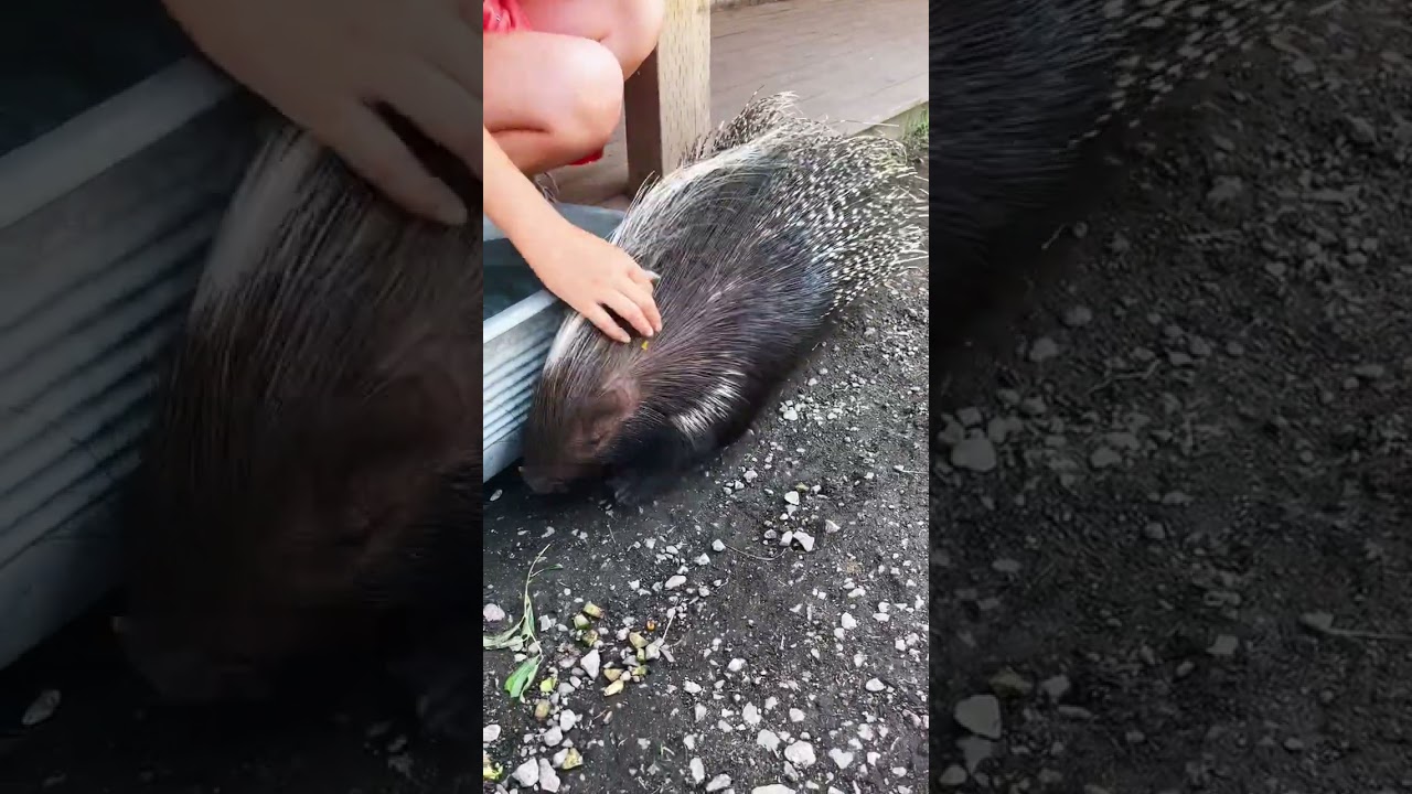 Feed the Canadian Porcupine 1.7M views ❤️