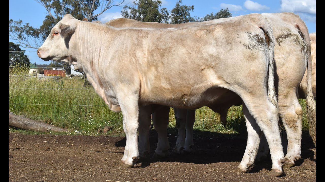 MOUNTVIEW GOLDBEEF Q64.wmv