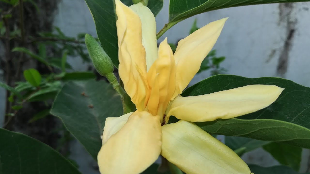 How To Get More Flowers On SonChampa 🌿सोन चंपा पे ढेर सारे फूल केसे पाए 🌸🌸