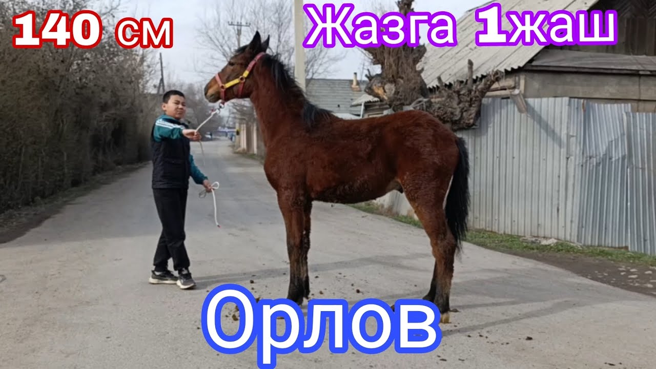 11-Февраль Бишкектен жакшы өспүрүм чыкты 