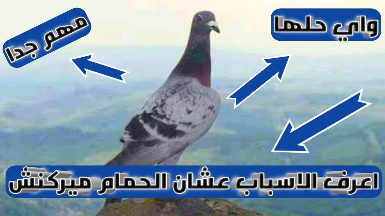 شوف الاسباب ال بتخلي الحمام الزاجل يركن علي البيوت واي حلها