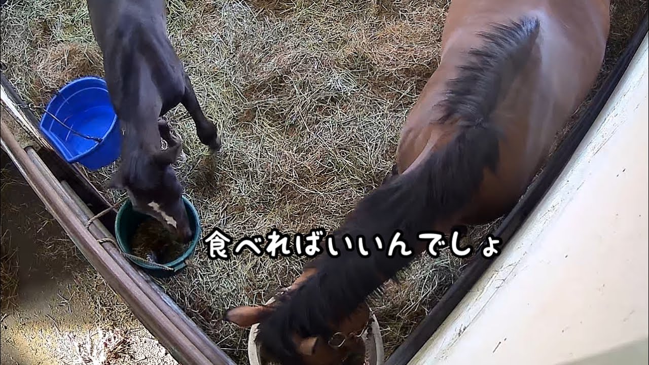 新しいバケツ芸をするコルシ(ゴールドシップ産駒)