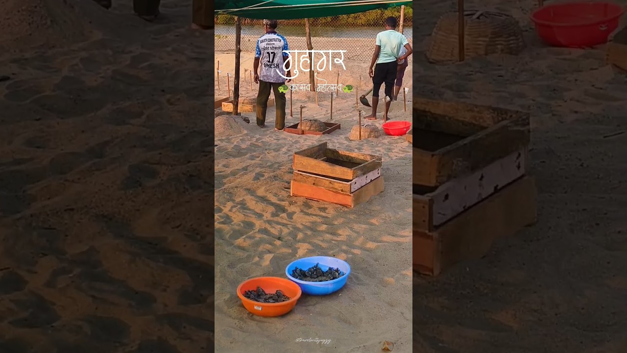 Guhagar Turtle Festival at Guhagar Beach, Ratnagiri. #guhagar #turtlefestival #maharashtratourism