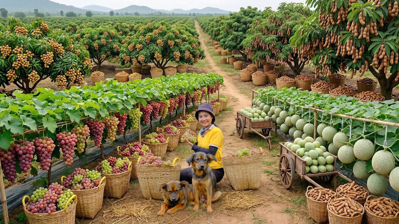 Relax With Harvesting Green Melon, Grapes, Longan, Tamarind, Yellow Bell Peppers, Chocolate Peppers