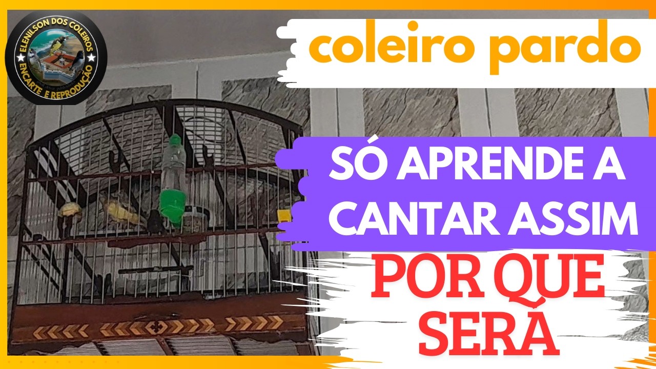 “Aprenda o motivo e evite esse erro na hora do encarte seu coleiro pardo”