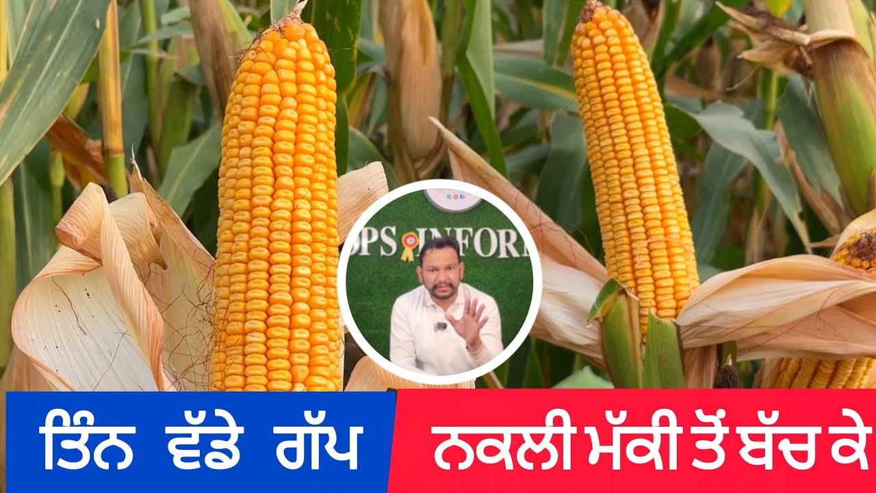 ਮੱਕੀ ਦੇ 3 ਵੱਡੇ ਗੱਪਾਂ ਤੋਂ ਬਚੋ ਅਤੇ ਜਰੂਰੀ ਜਾਣਕਾਰੀ ਸਮਝੋ Maize spring season 2026 new information 