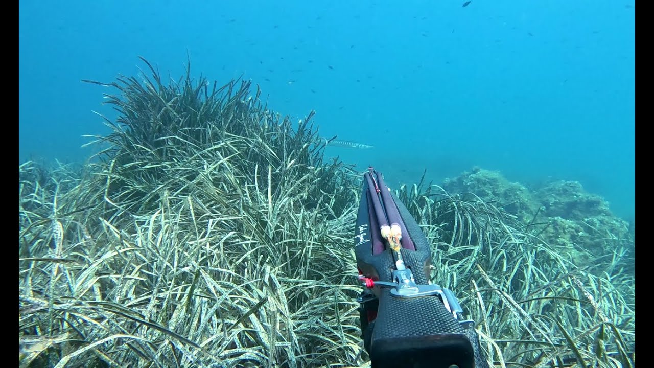 Chasse sous-marine Méditerranée Var juin / juillet / début août 2025.