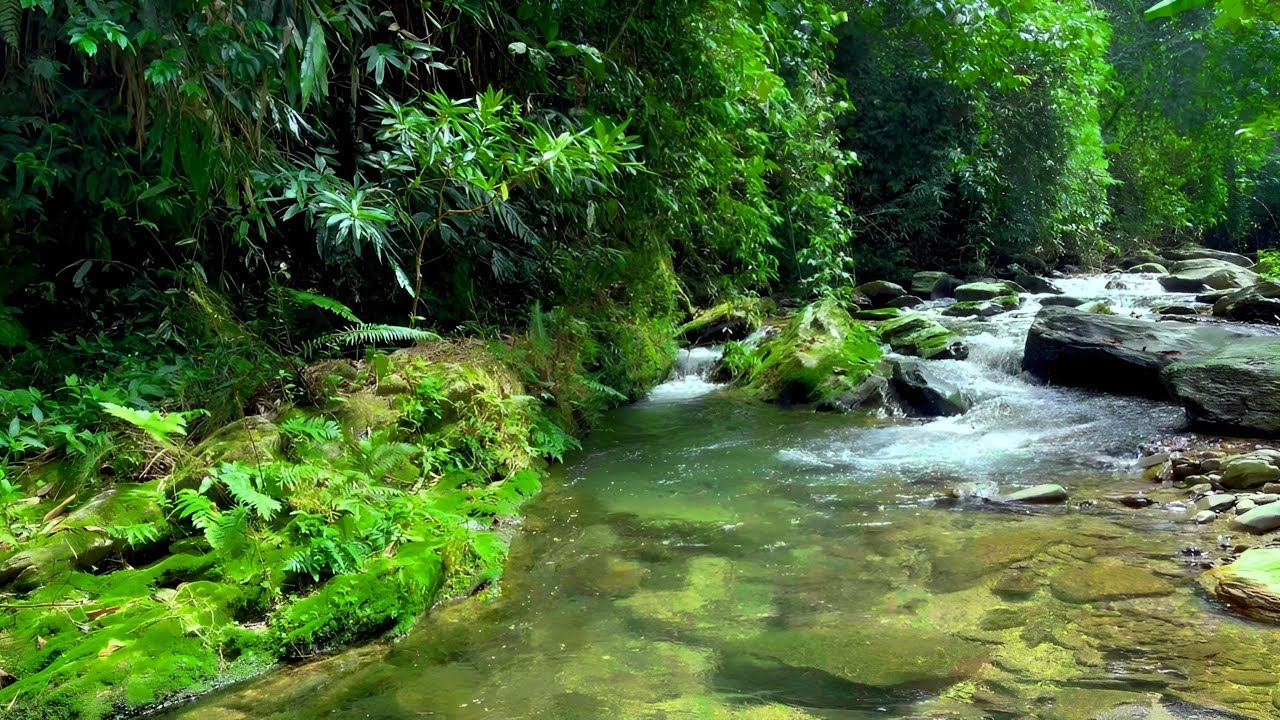Forest Dreamscape Sounds, Peaceful Forest Stream with Bird Songs, Nature Sounds Relaxation and Sleep