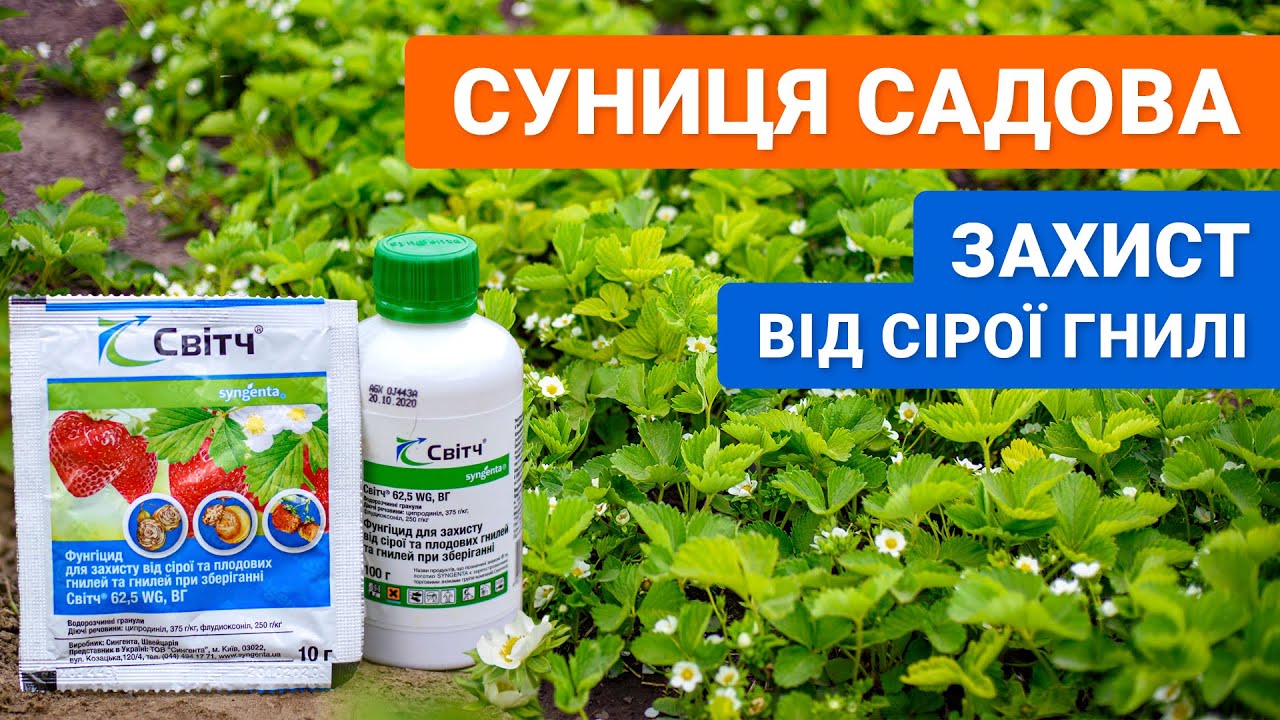 Як захистити суницю садову від сірої гнилі