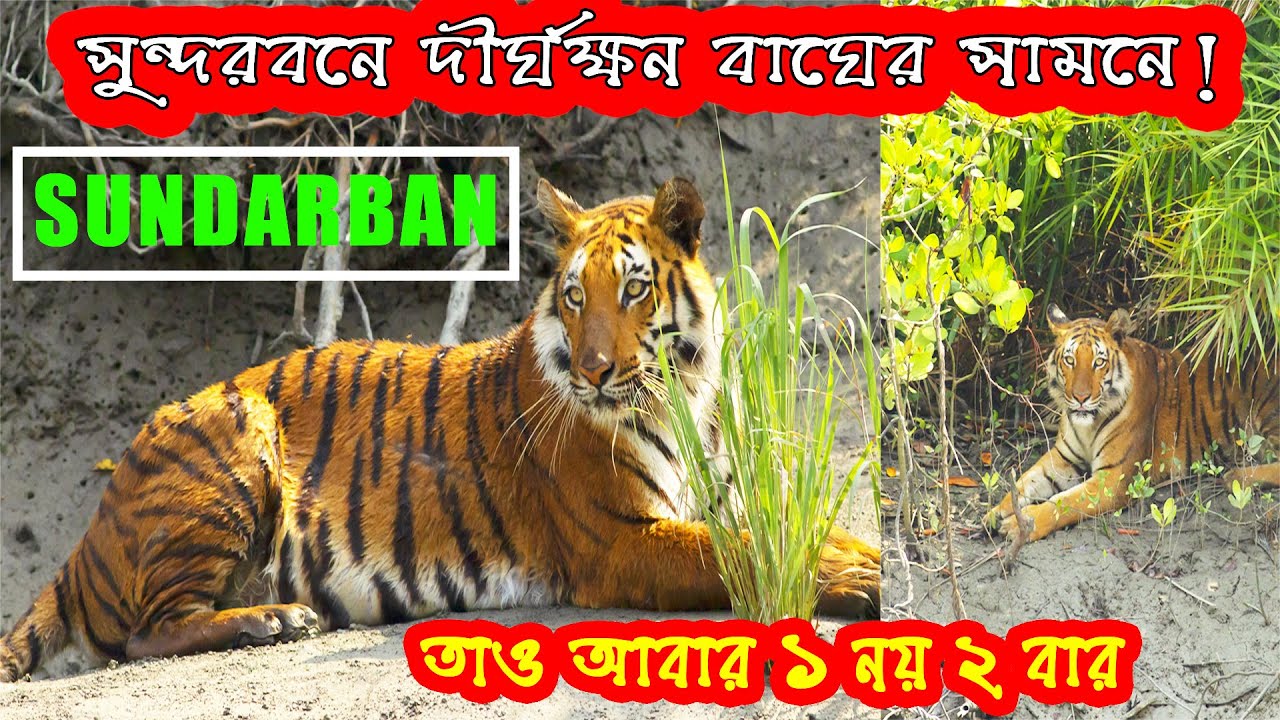 SUNDARBAN|SUNDARBAN TOUR 2022 ~ Day 1 |ROYAL BENGAL TIGER|সুন্দরবন|SUNDARBAN TIGER |SUNDARBAN SAFARI