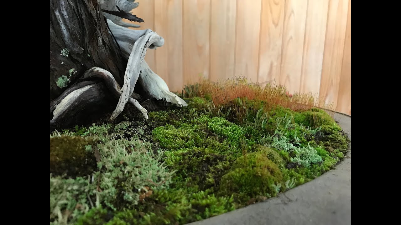 Techniques and aesthetics of moss for Bonsai