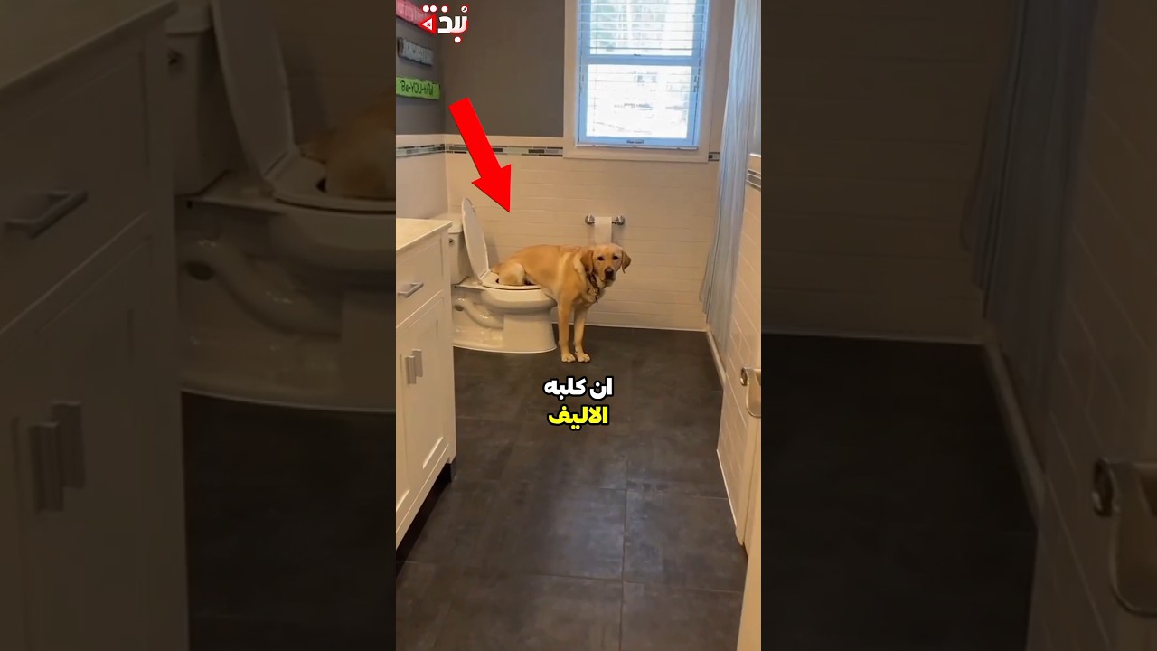 انزعج من طريقة كلبه في المرحاض 😨 #نبذه