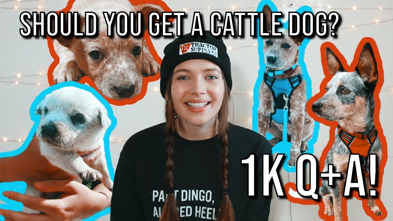 IS A CATTLE DOG RIGHT FOR YOU? | 1K Q&A