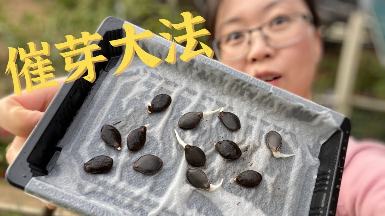 瓜类种子不发芽？这招催芽大法一定成功！