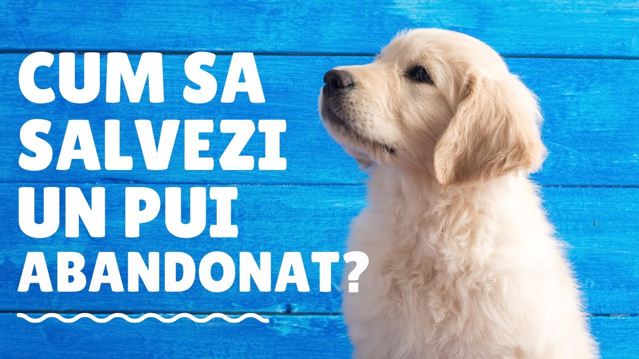 Cum sa ai grija de un pui de caine?