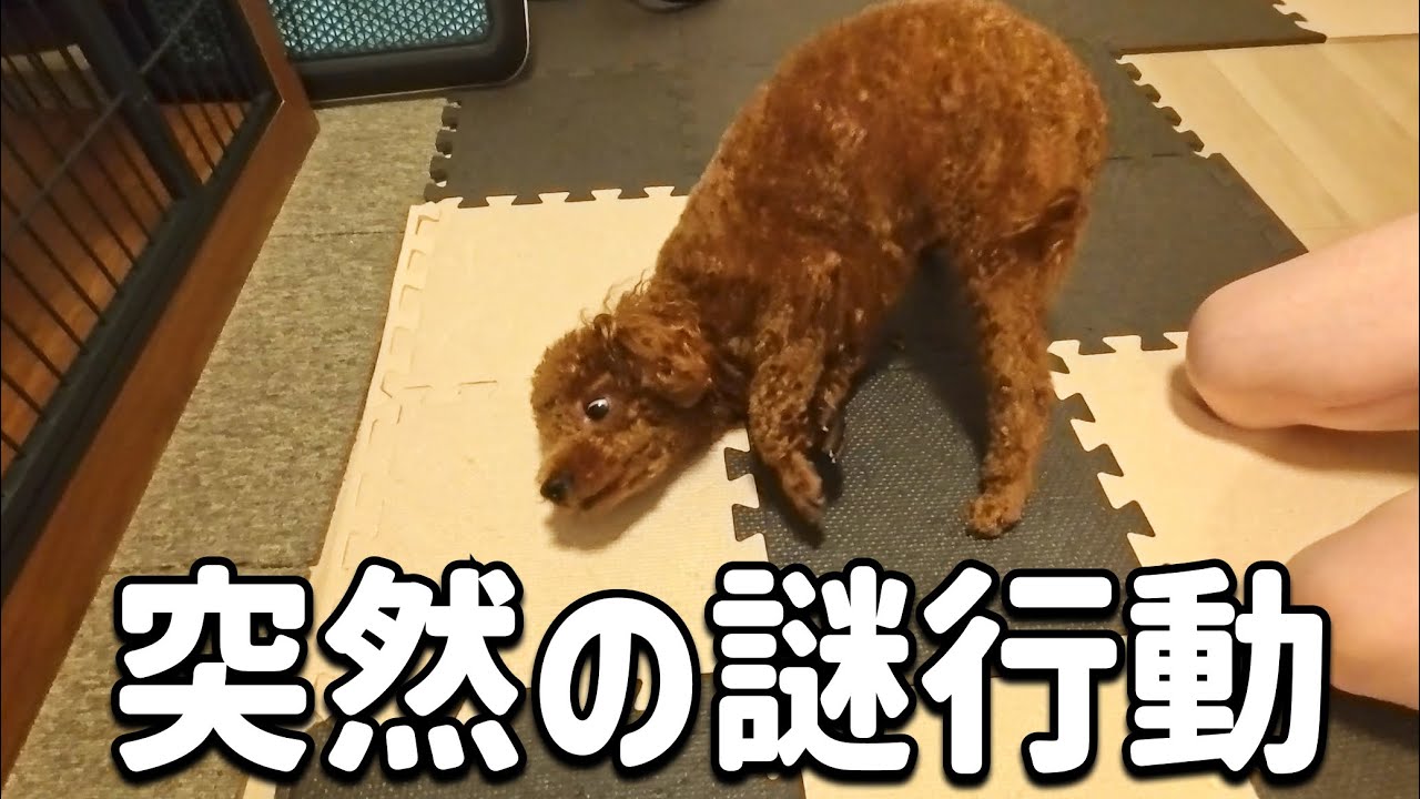 【謎】おやつをあげたら突然謎行動をしたうちの子を見てください！