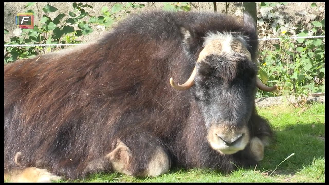 Det Nordiske Hjørne gennem 25 år