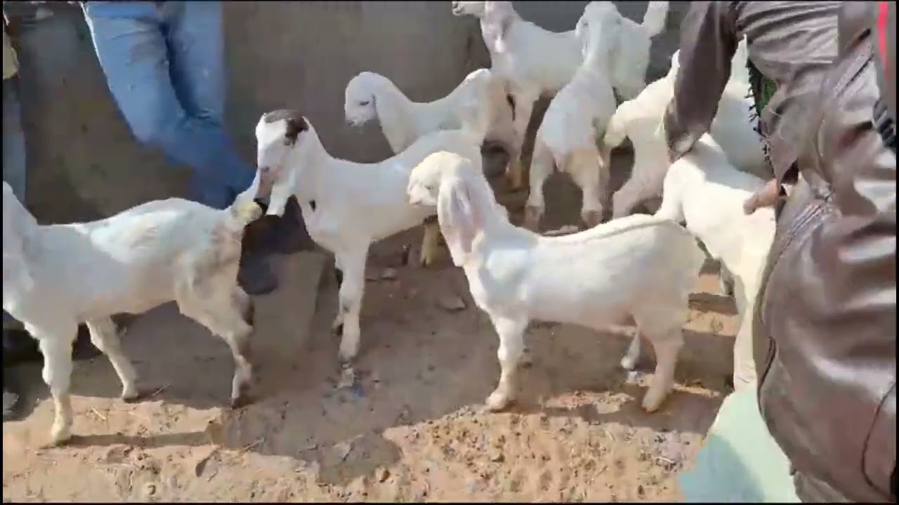 Ajmer Bakra mandi Live vedio 20-01-2024 
