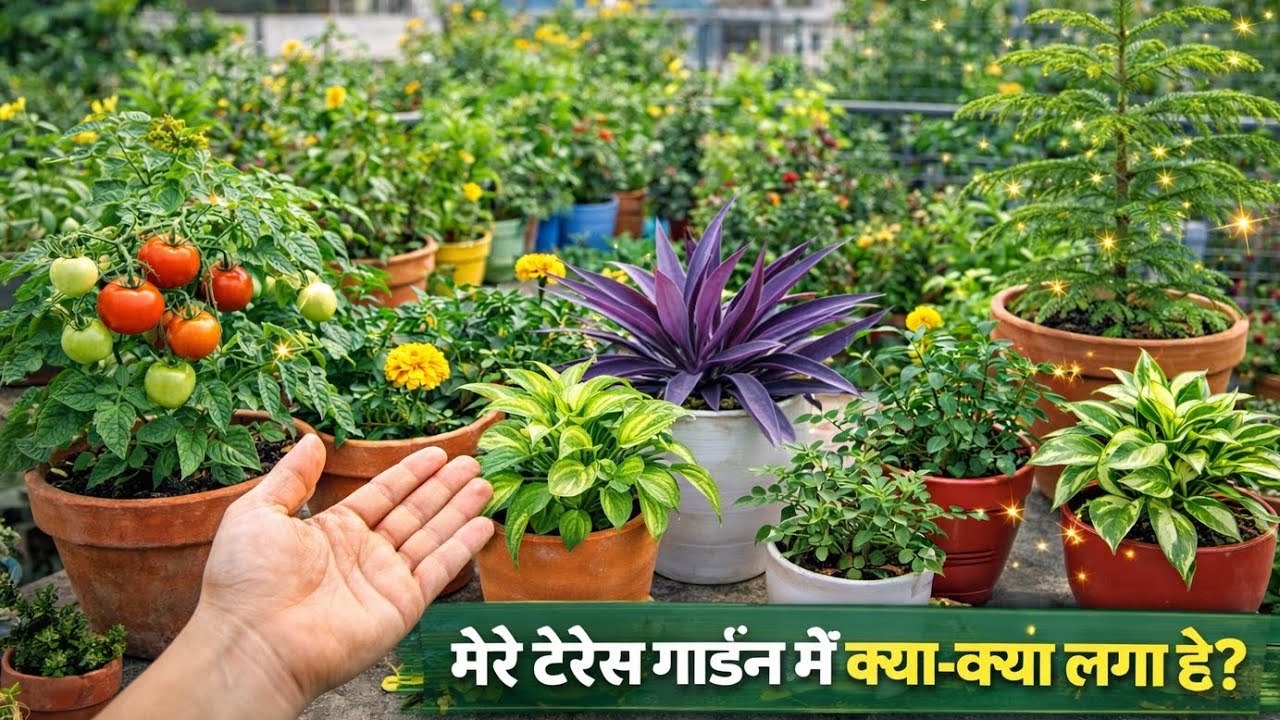 Terrace garden tour