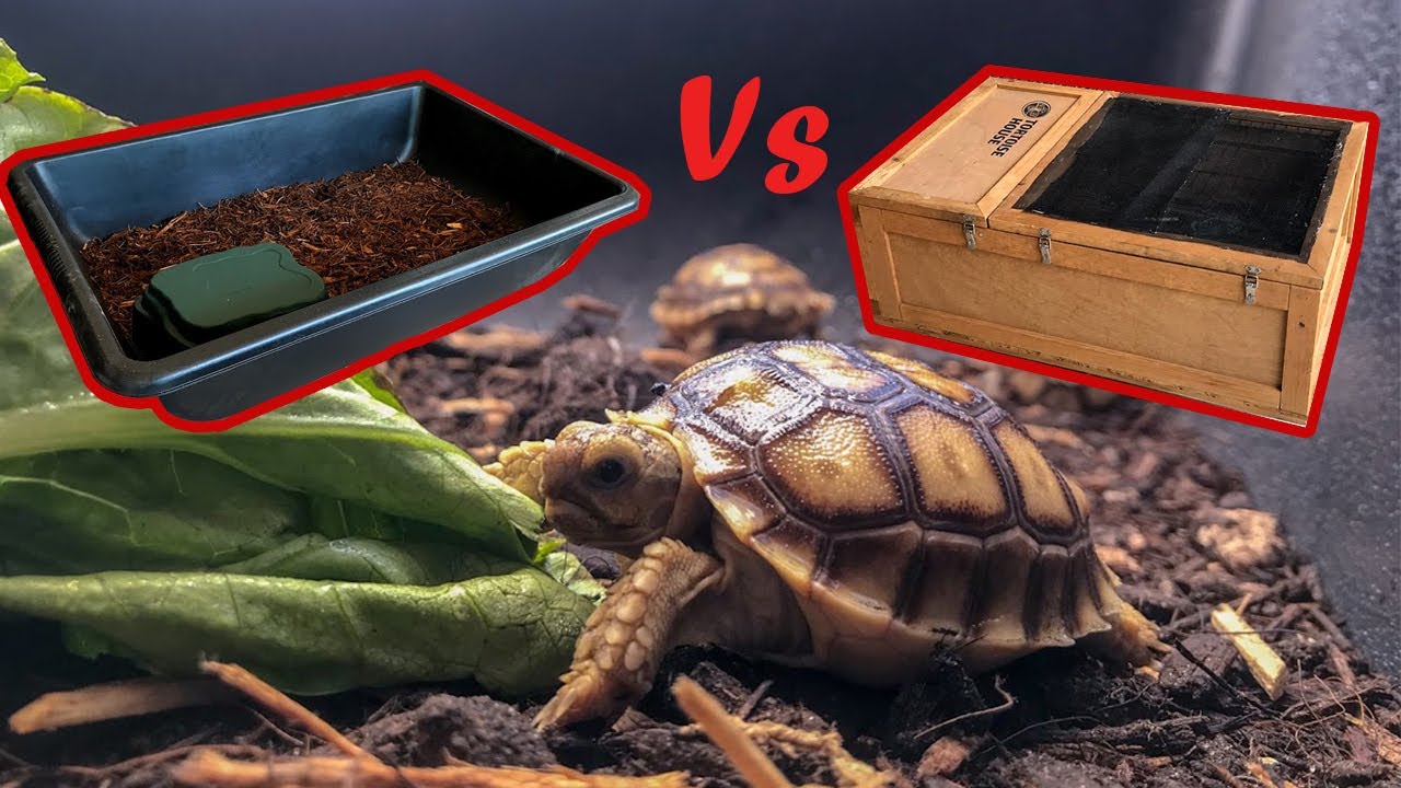 How to Set Up Your Baby Sulcata Tortoise Enclosure