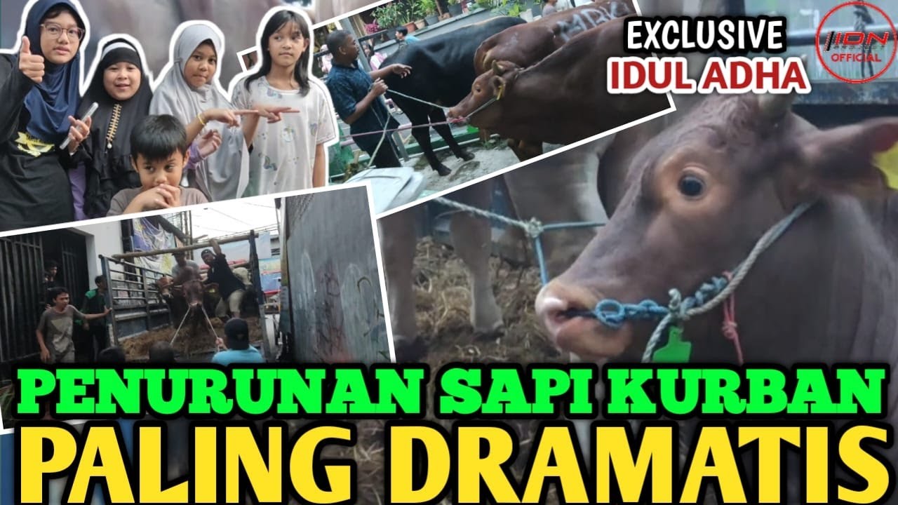 PENURUNAN SAPI KURBAN PALING DRAMATIS - EKSLUSIVE IDUL ADHA
