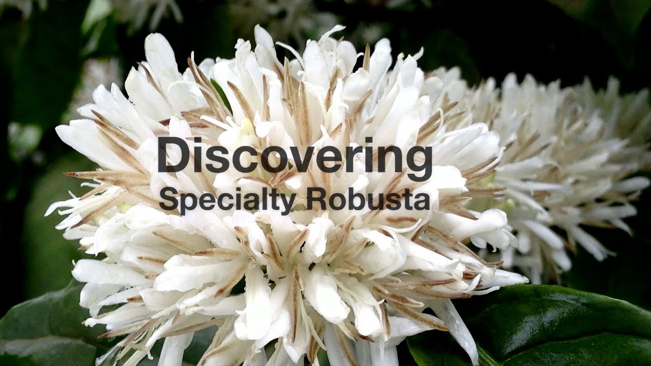 Discovering Specialty Robusta