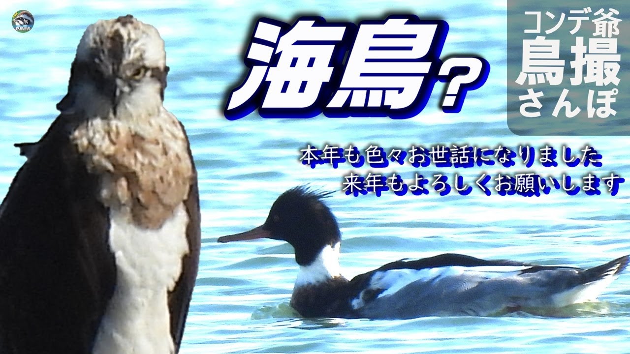 コンデジ鳥撮散歩　年末の海鳥　兵庫県・河口付近